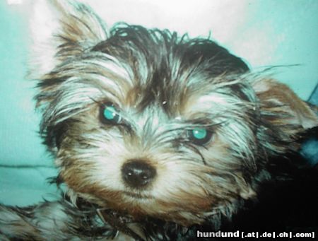 Yorkshire Terrier Zur Erinnerung an B.M.Ritchie gestorben 15.12.2003