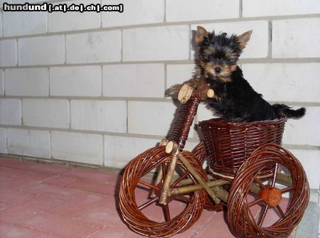 Yorkshire Terrier Mischa BIKER