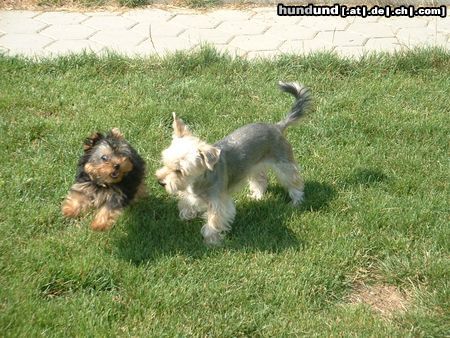 Yorkshire Terrier klein aber oho