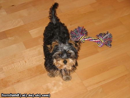 Yorkshire Terrier