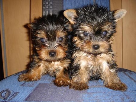 Yorkshire Terrier of sarahs magic dogs