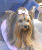 Yorkshire Terrier Hundi