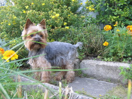 Yorkshire Terrier Tamaryszek Complement - Dastin