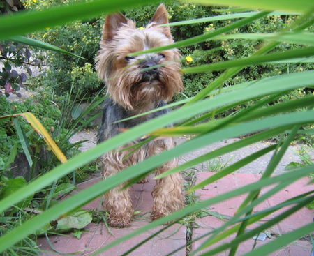 Yorkshire Terrier Tamaryszek Complement - Dastin