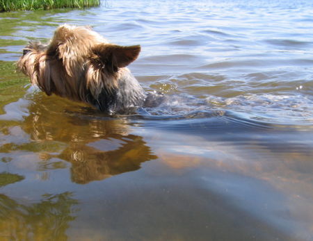 Yorkshire Terrier Tamaryszek Complement - Dastin