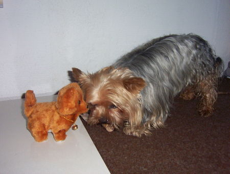 Yorkshire Terrier man kann ja nie wissen