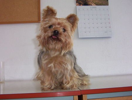 Yorkshire Terrier unser 