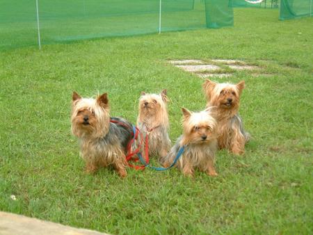 Yorkshire Terrier aufgenommen beim 1. European Agility Open 2002 in Graz