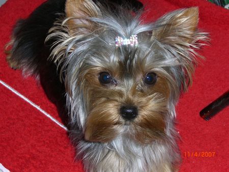 Yorkshire Terrier Hallo ich bin Amy,mein Frauchen hat mich gerade gesteilt.