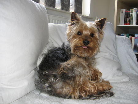 Yorkshire Terrier Archie 