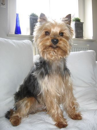 Yorkshire Terrier Archie frisch gekämmt