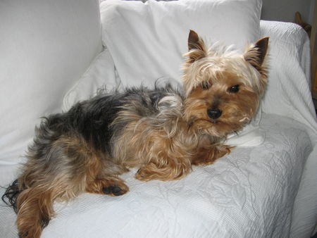 Yorkshire Terrier Archie 