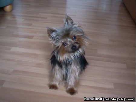 Yorkshire Terrier Rüde 