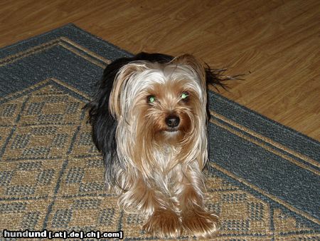 Yorkshire Terrier BÄR