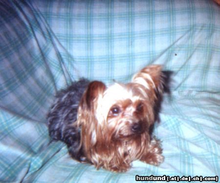 Yorkshire Terrier Baby, 14 Jahr