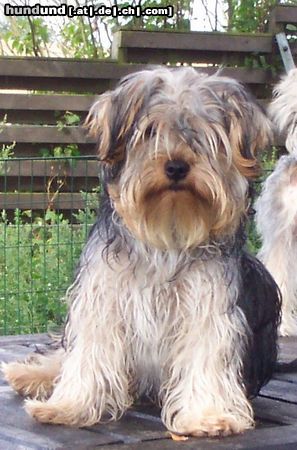 Yorkshire Terrier Bastian 9 m