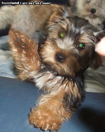 Yorkshire Terrier Bastian 4,5 m