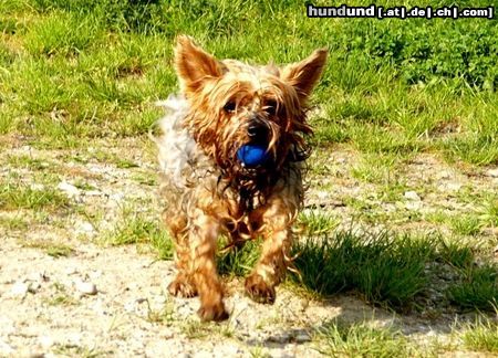 Yorkshire Terrier Dusty beim Ballspielen am See