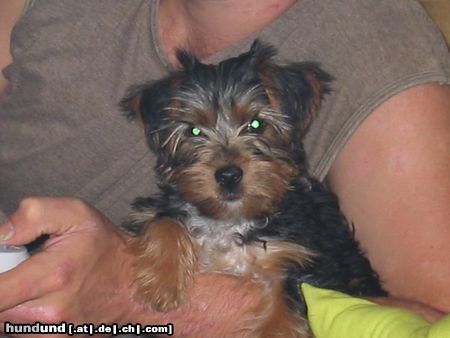 Yorkshire Terrier Felix mit 14 Wochen