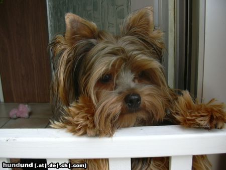 Yorkshire Terrier Mein Traum....