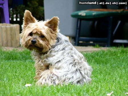 Yorkshire Terrier Dusty 7 Jahre