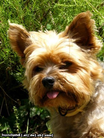 Yorkshire Terrier Mein Lieblingsfoto von Dusty