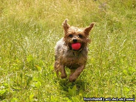 Yorkshire Terrier  Dusty in Action