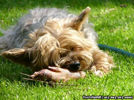 Yorkshire Terrier Dusty, 7 Jahre, macht sich an die Arbeit sein Schweinefüßchen zu erlegen bzw zu zerlegen...