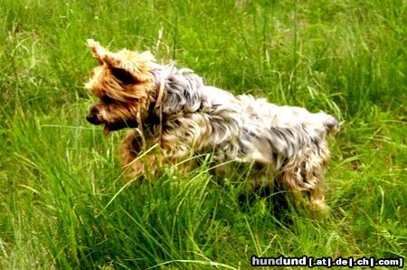 Yorkshire Terrier Dusty  7 Jahre und noch Topfit!