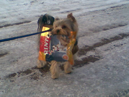 Yorkshire Terrier Sammy trägt seine Leckerlis