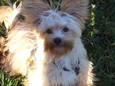 Yorkshire Terrier der kleine pegasus