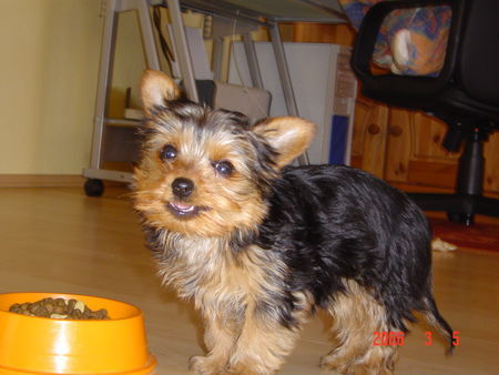 Yorkshire Terrier Micki 