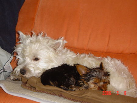 Yorkshire Terrier Micki und Bobbi