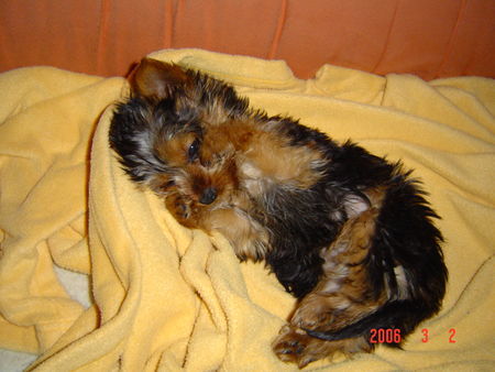 Yorkshire Terrier Micki 3 Monate alt