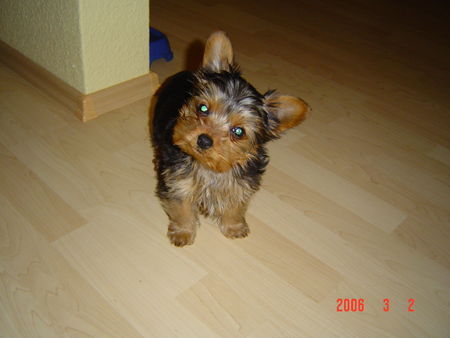 Yorkshire Terrier Micki 3 Monate alt