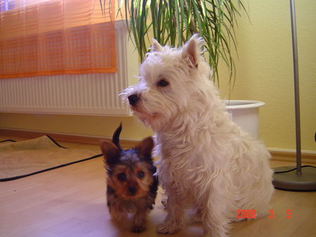 Yorkshire Terrier Micki und Bobbi