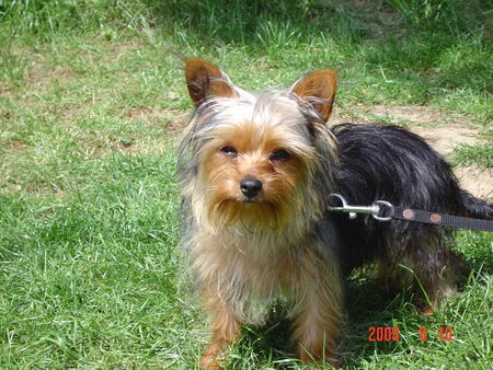 Yorkshire Terrier Micki 