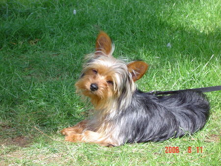 Yorkshire Terrier Micki 