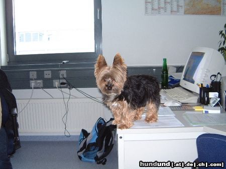 Yorkshire Terrier Bonnie beim Arbeiten