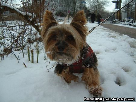 Yorkshire Terrier Bonnie im Schnee 1