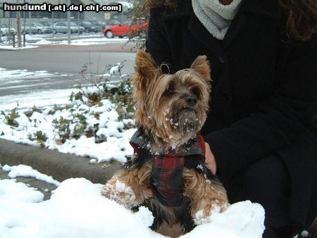 Yorkshire Terrier Bonnie im Schnee 2