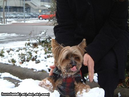 Yorkshire Terrier Bonnie im Schnee 3