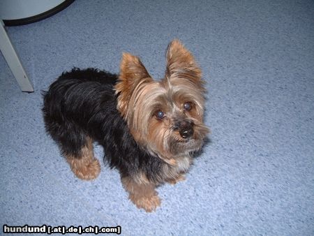 Yorkshire Terrier Bonnie möchte in den Arm genommen werden