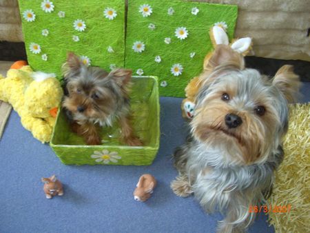 Yorkshire Terrier Sammy und Amy nehmen ein Sonnenbad