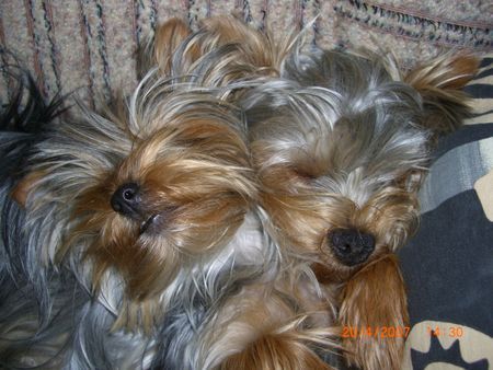 Yorkshire Terrier Sammy und Amy schlafen