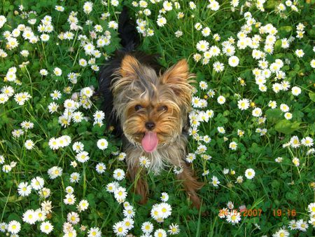 Yorkshire Terrier Amy 11 Monate das ist meine Lieblingswiese