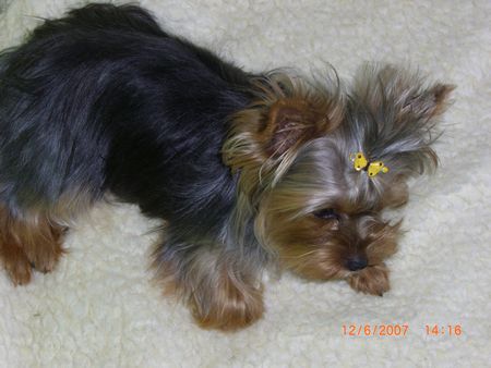 Yorkshire Terrier Amy fühlt sich wohl