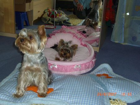 Yorkshire Terrier Sammy und Amy