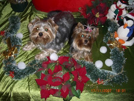 Yorkshire Terrier Sammy und Amy feiern Weihnachten