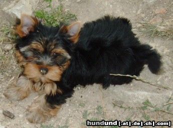 Yorkshire Terrier Welpe